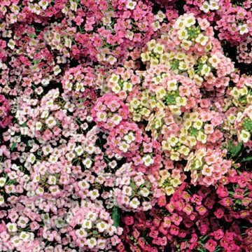 flower seed carpets Pastel Carpet Sweet Alyssum Seeds – Park Seed