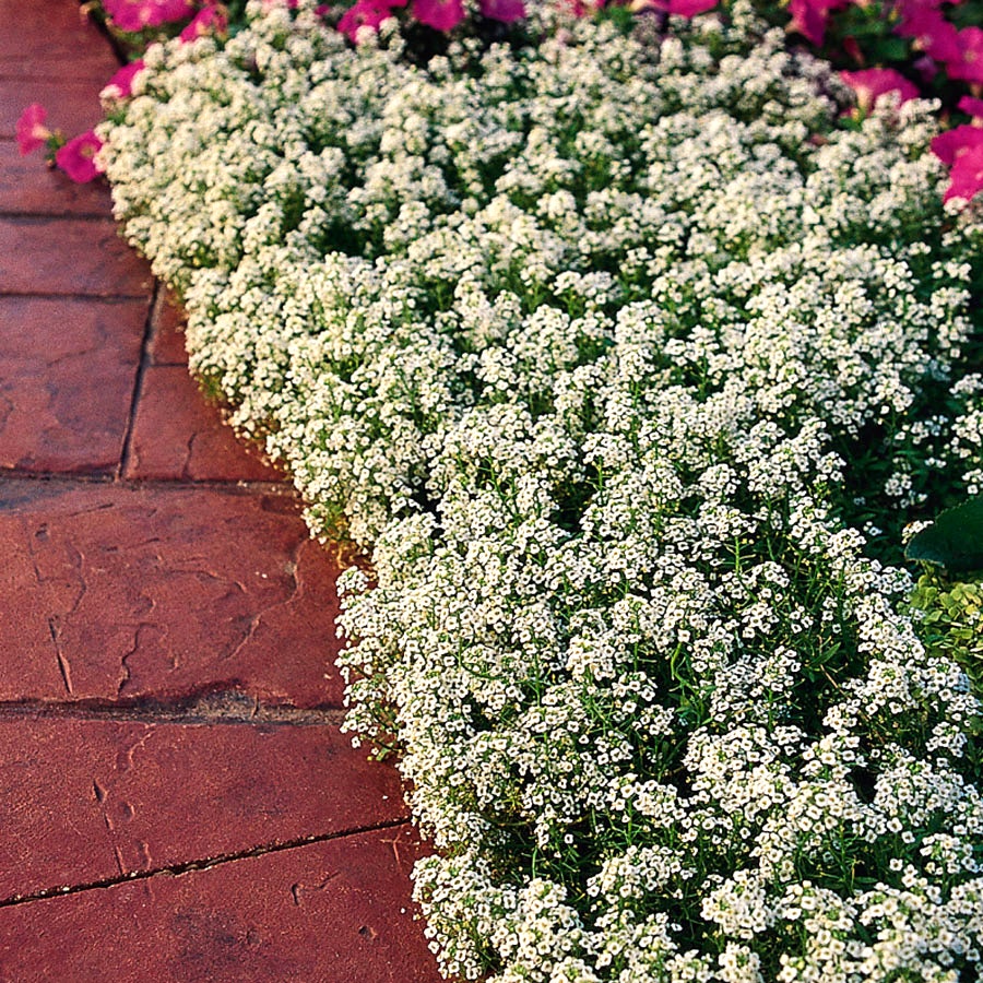 alyssum seed planting Snow Crystals Sweet Alyssum Seeds