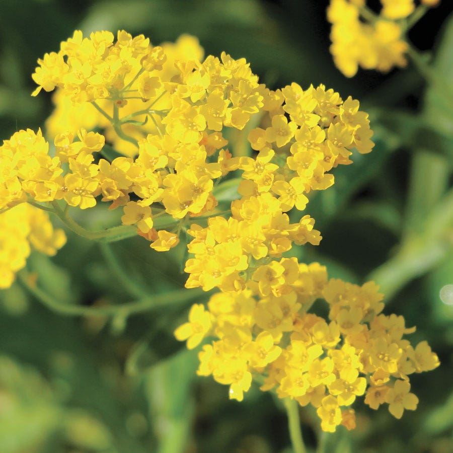 Basket of Gold Compacta Alyssum Seeds