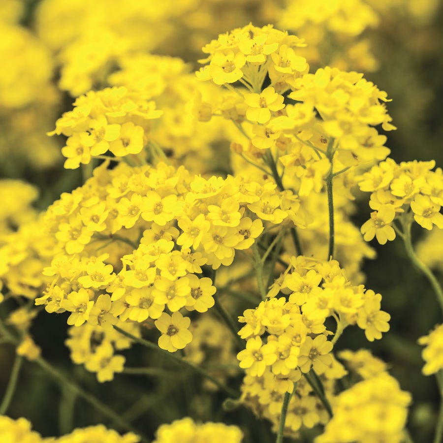 Basket of Gold Compacta Alyssum Seeds