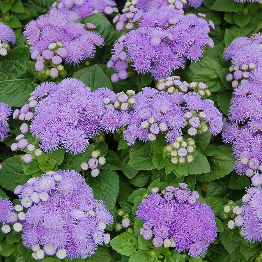 dwarf flower seeds Dwarf Aloha Blue Ageratum Seeds