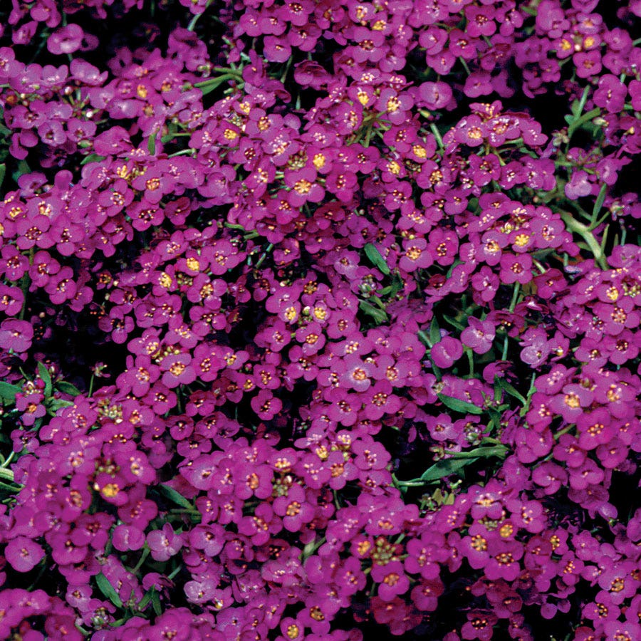 Wonderland Deep Purple Sweet Alyssum Seeds