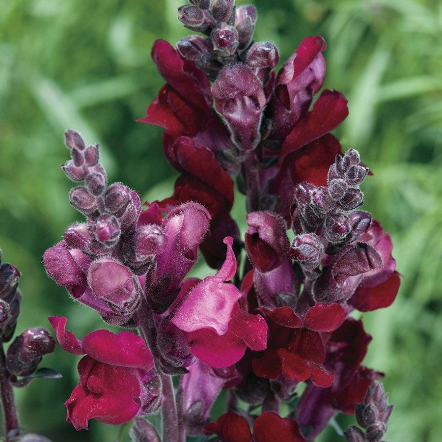 plant snapdragon seeds 'Black Prince' Snapdragon Seeds