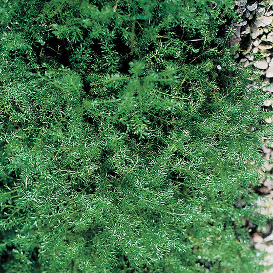 Roman Chamomile Seeds