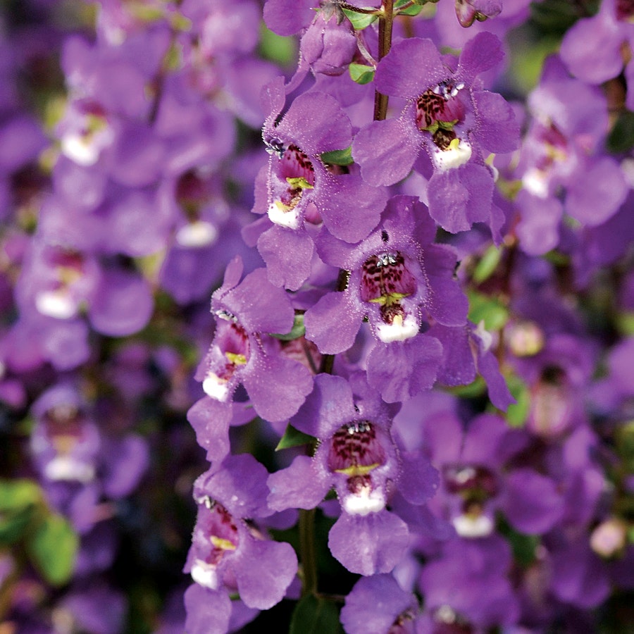 angelonia flower seeds Serena® Purple Angelonia Seeds