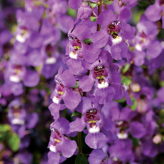 Serena® Purple Angelonia Seeds