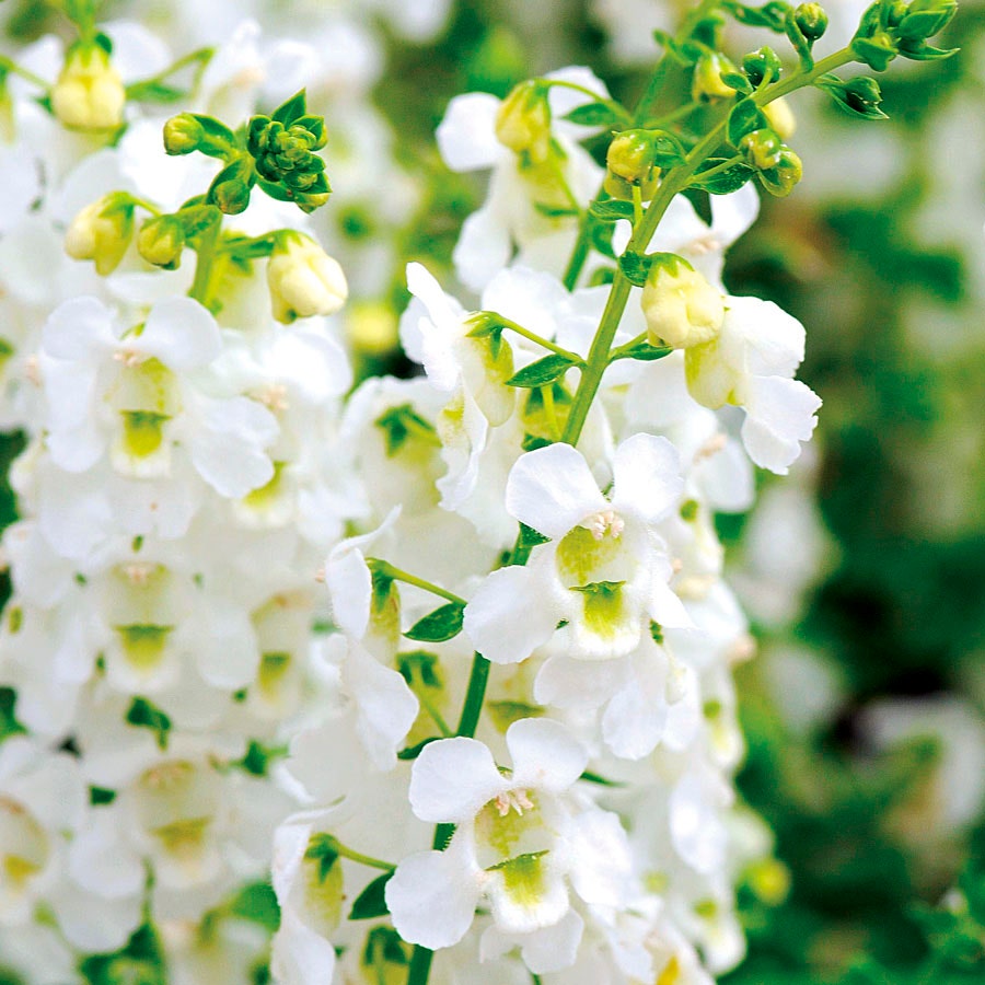 angelonia flower seeds Serena® White Angelonia Seeds
