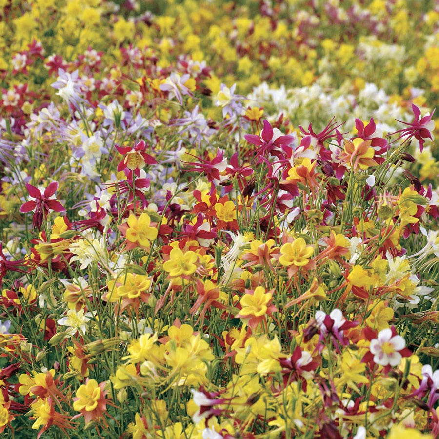 plant columbine seeds in fall McKana Giants Mixed' Columbine Seeds – Park Seed