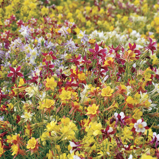 'McKana Giants Mixed' Columbine Seeds