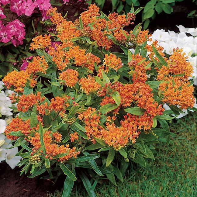 planting asclepias tuberosa seeds Butterfly Weed Seeds – Park Seed