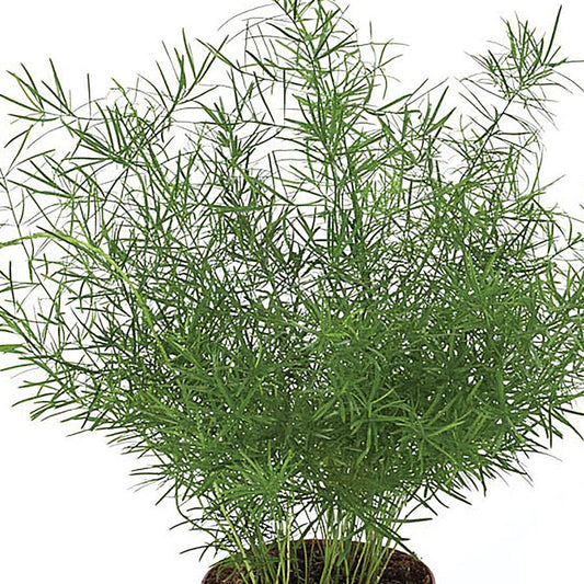 Sprengeri Asparagus Fern Seeds