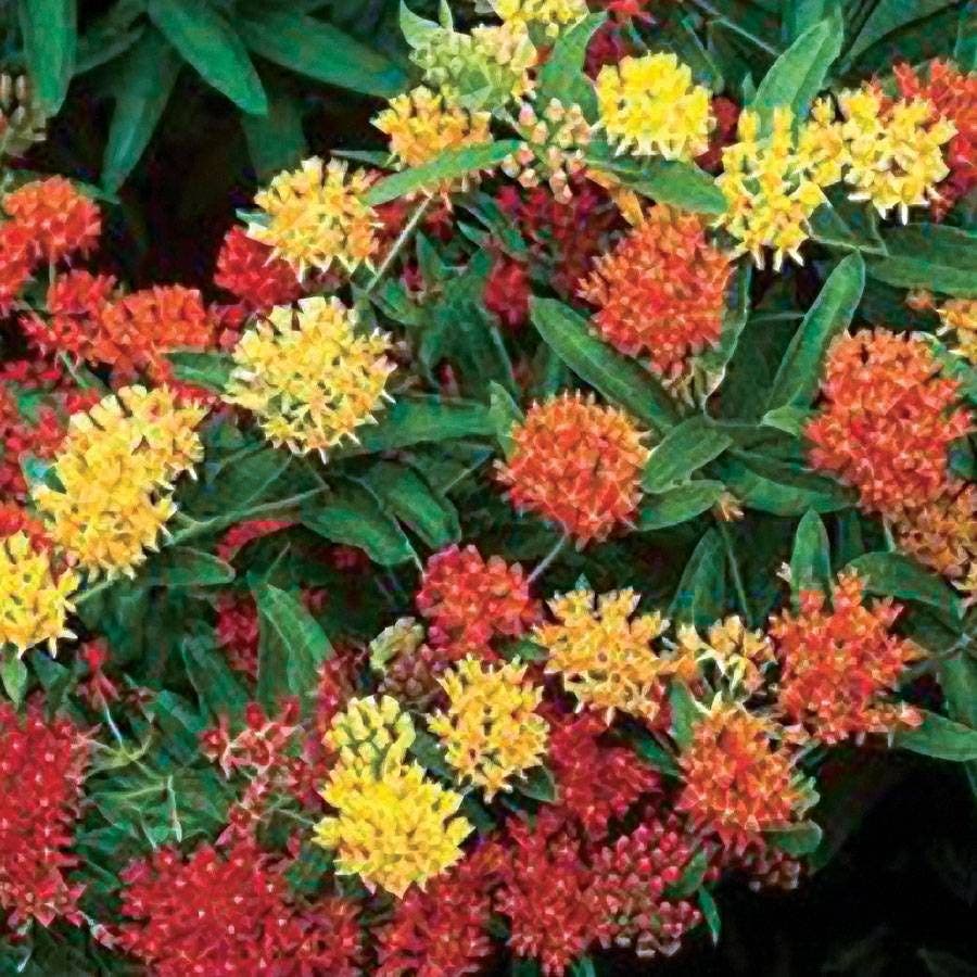 gay planting seed Gay Butterflies Butterfly Weed Seeds