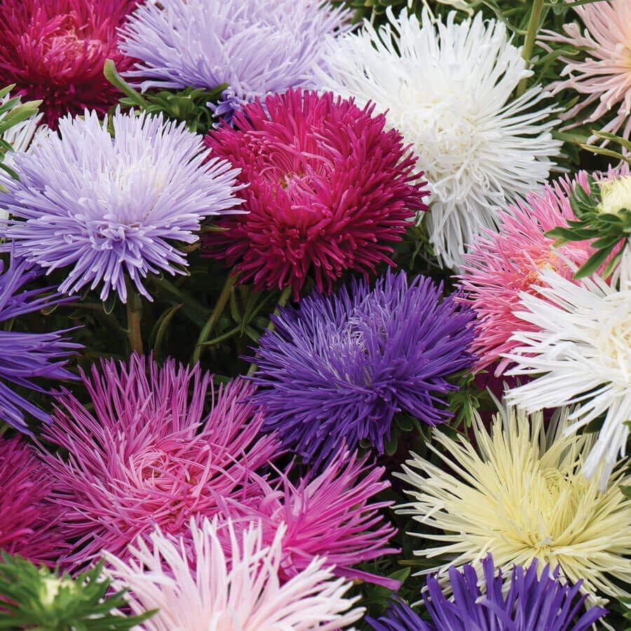 aster flower from seed Starlight Mixed' Aster Seeds – Park Seed