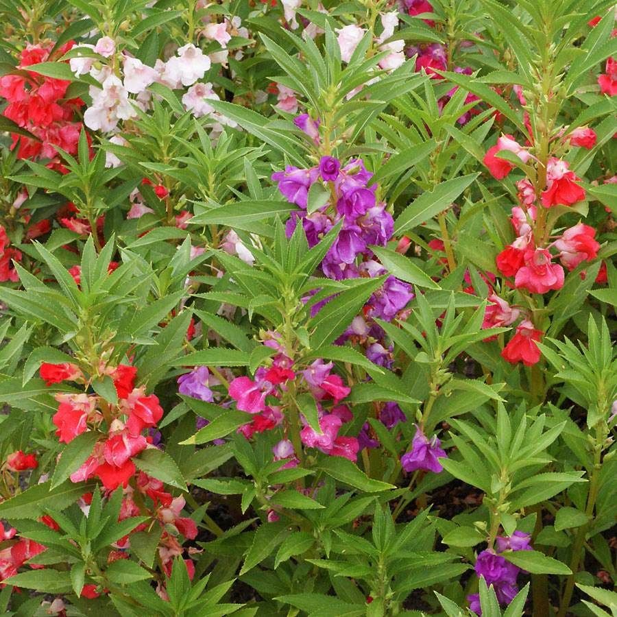 balsam flower seeds Balsam 'Camellia Flowered Mix' Impatiens Seeds