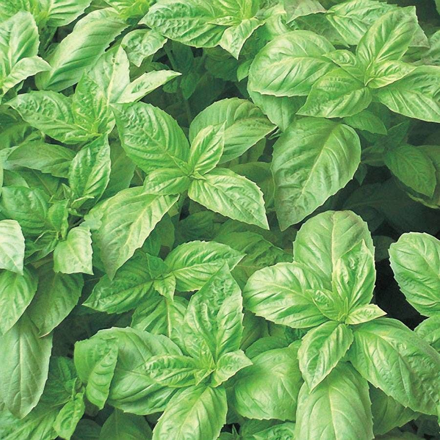 basil seeds planting Nufar Hybrid Basil Seeds