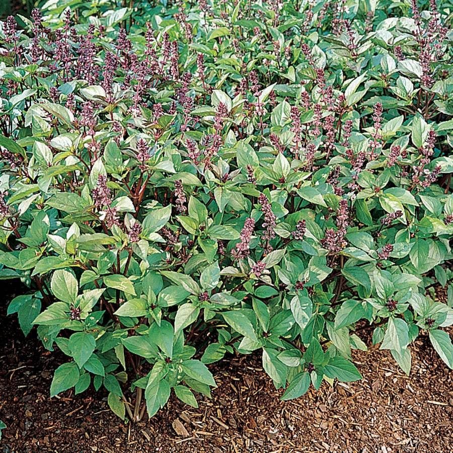 cinnamon basil plants 'Cinnamon' Basil Seeds