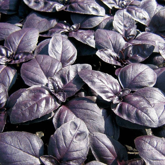 'Crimson King' Basil Seeds