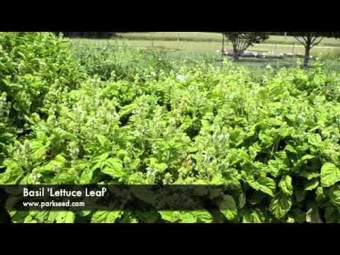 Lettuce Leaf Basil Seeds