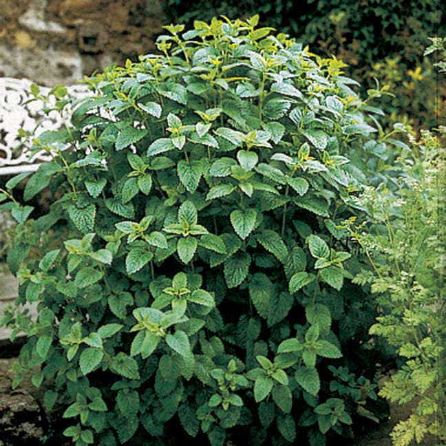 lemon balm seeds planting Lemon Balm Seeds