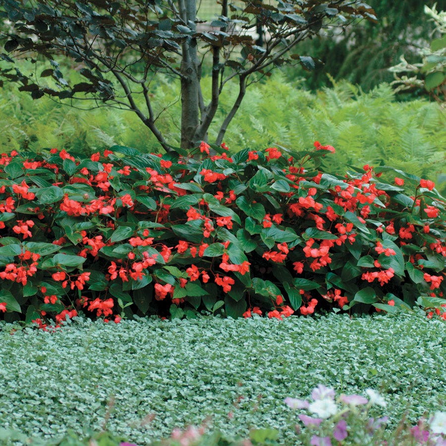 Dragon Wing® Red Begonia Seeds