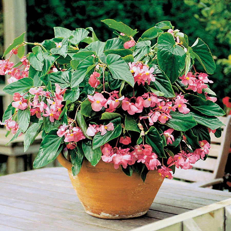 Dragon Wing® Pink Begonia Seeds