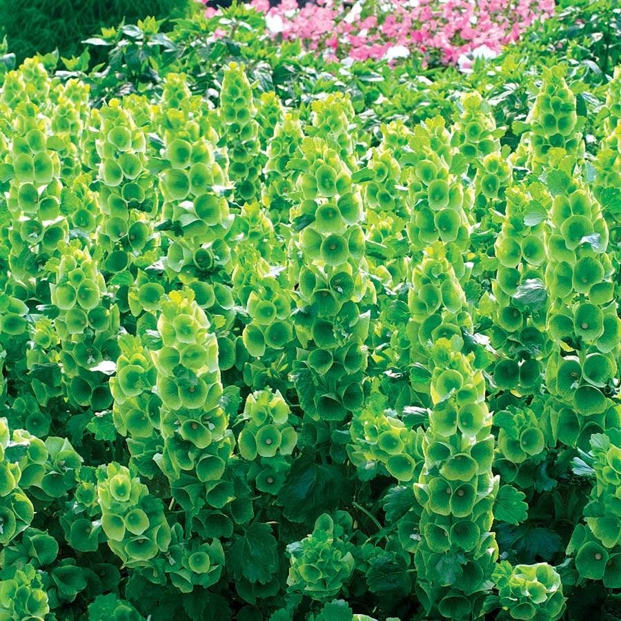 flower seeds ireland Bells of Ireland