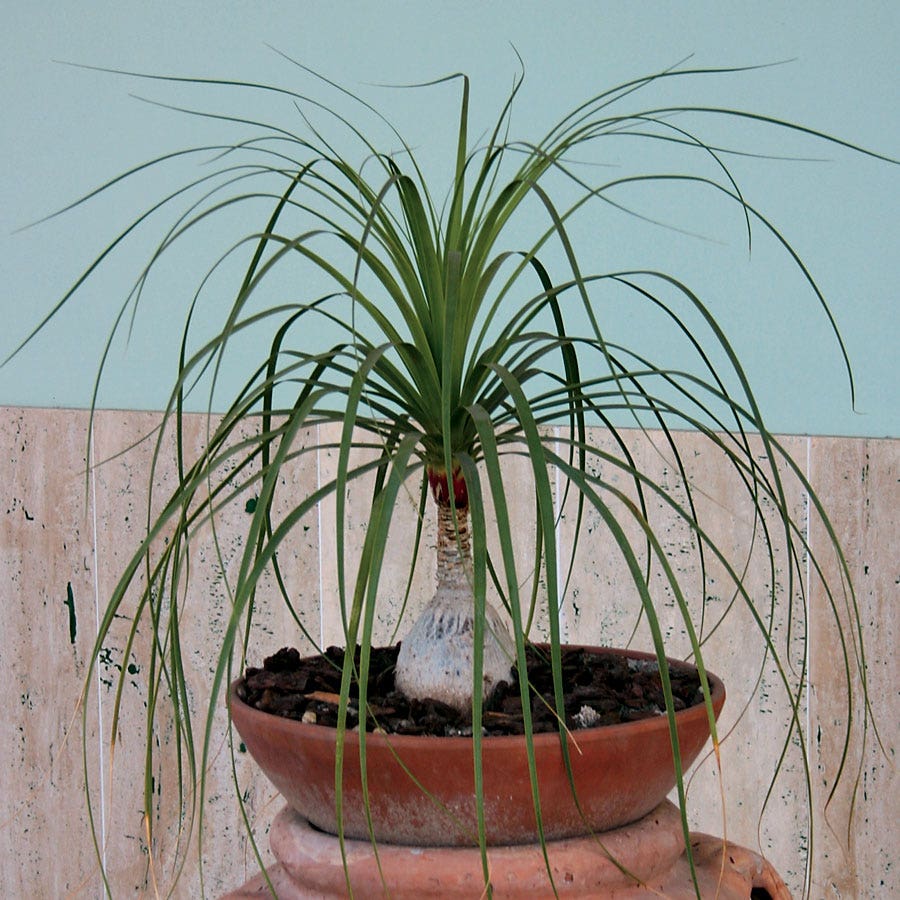 ponytail palm seedlings Ponytail Palm Seeds