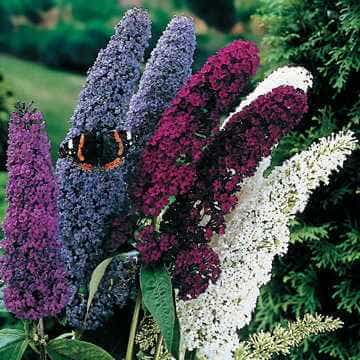 butterfly bush seeds planting Butterfly Bush Seed Mix
