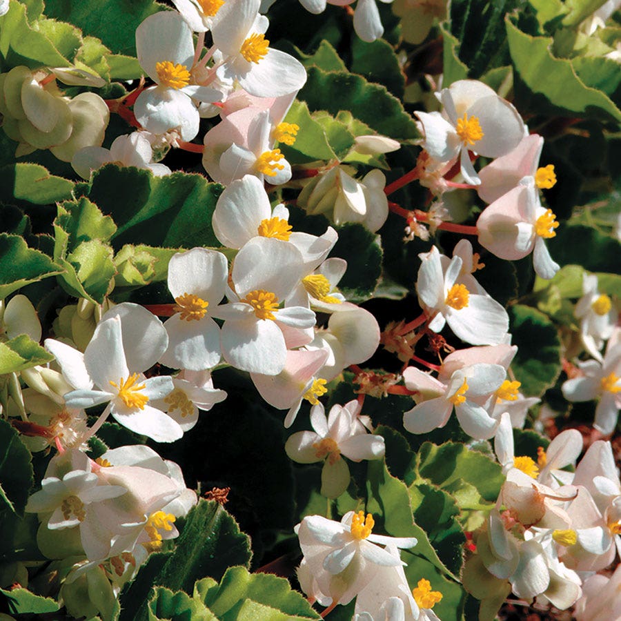 BabyWing® White Begonia Seeds