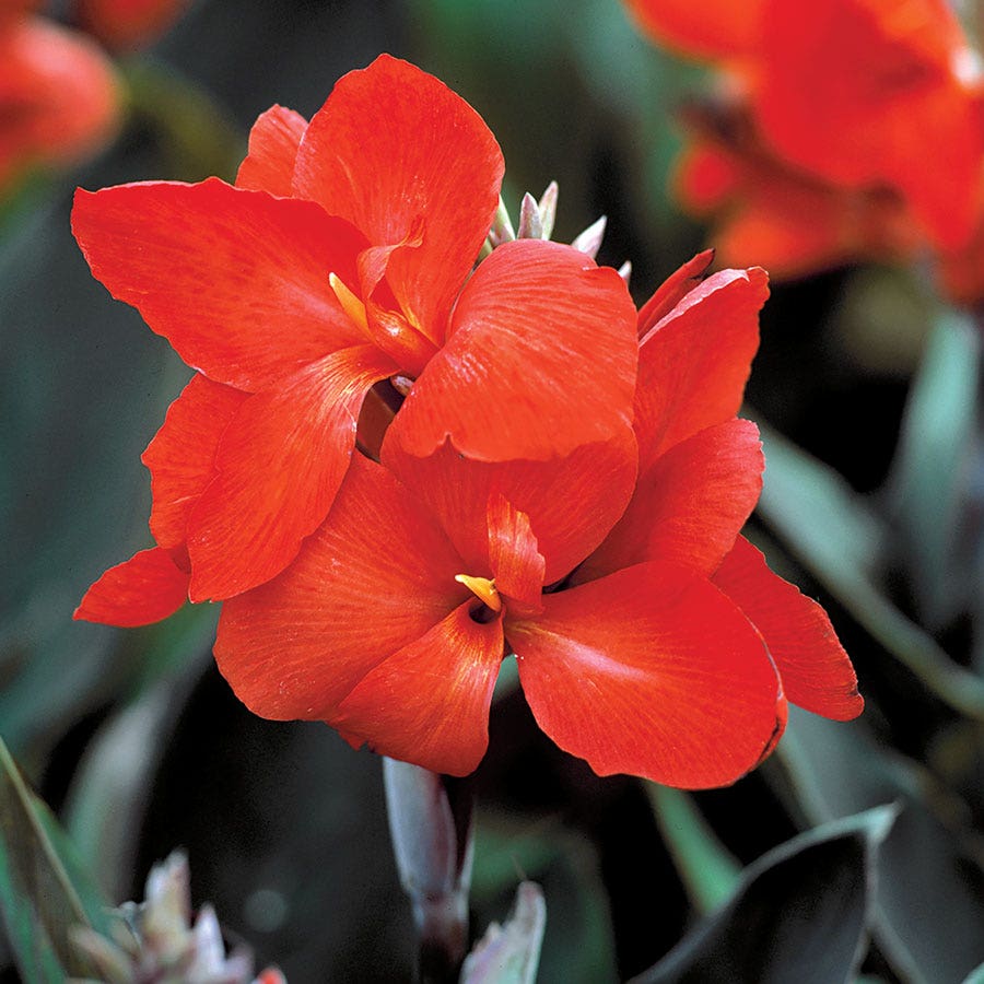 Tropical™ Bronze Scarlet Canna Seeds