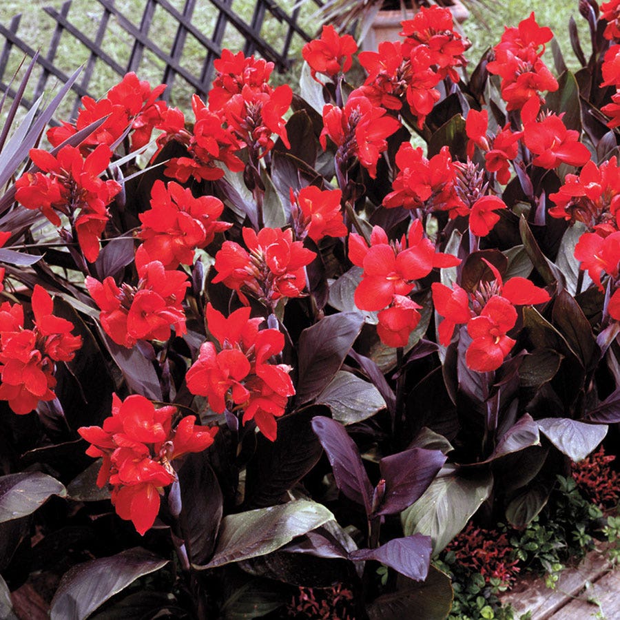 Tropical™ Bronze Scarlet Canna Seeds