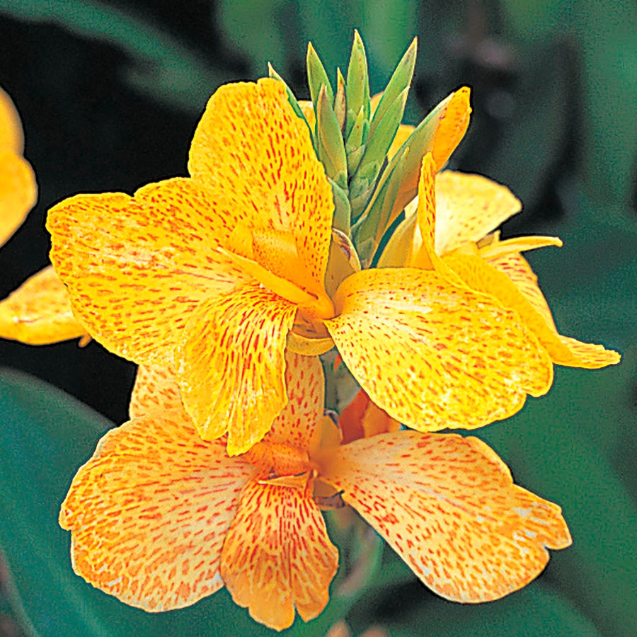 Tropical™ Yellow Canna Seeds