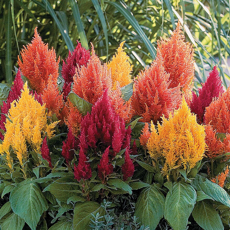 Fresh Look Mix Celosia Seeds