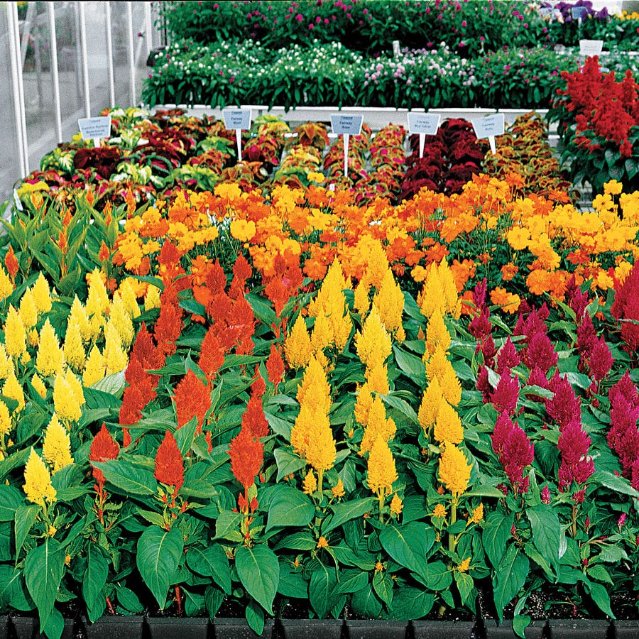 plant celosia seeds Century Mix Celosia Seeds