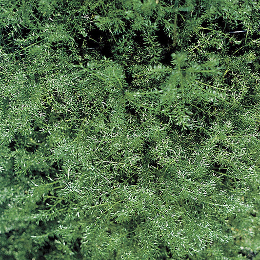 German Chamomile Seeds