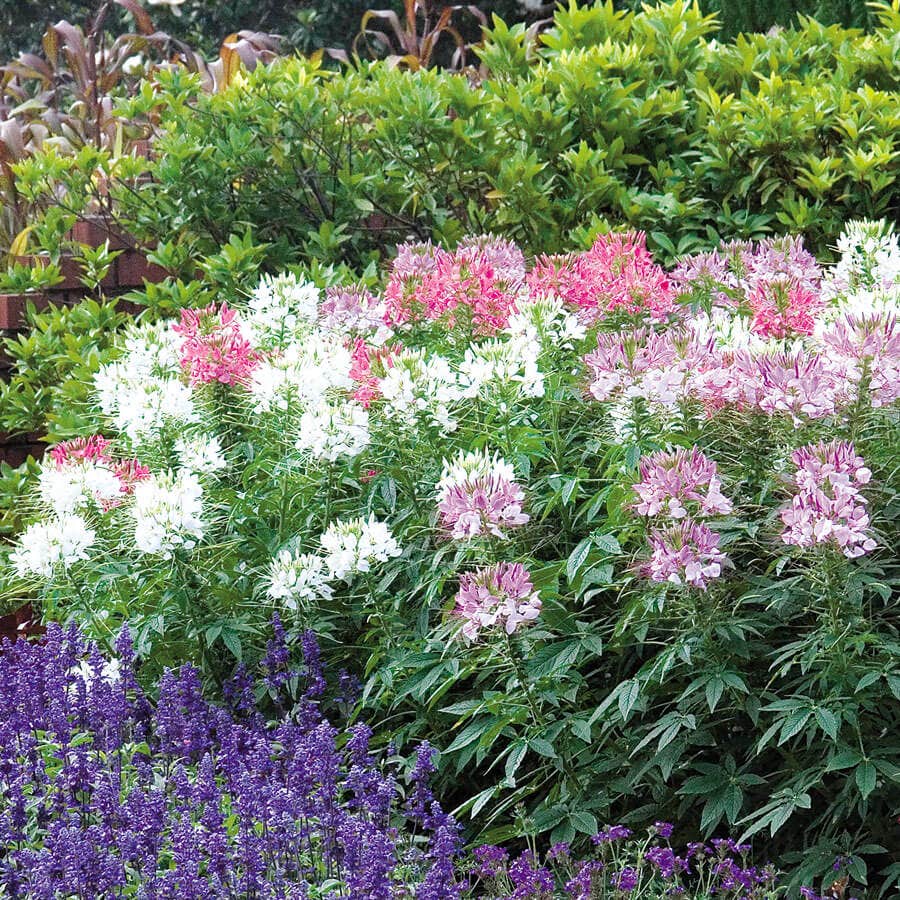 Sparkler Mix Spider Flower Seeds