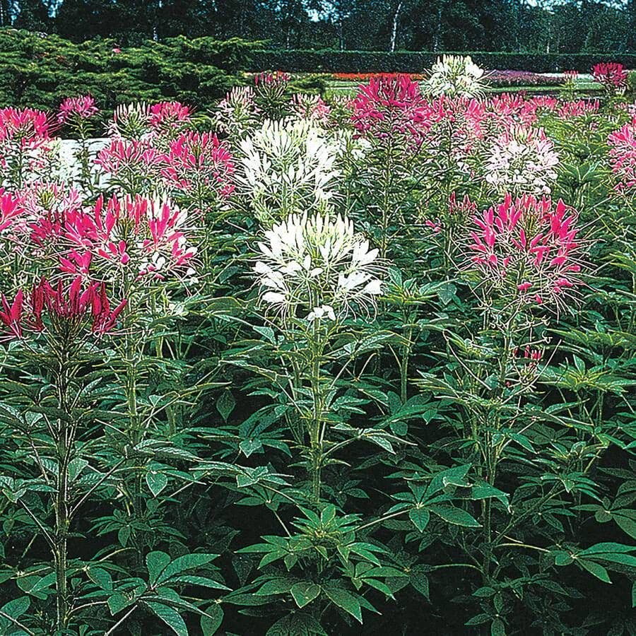 planting spider flower seeds Queen Mix Spider Flower Seeds – Park Seed