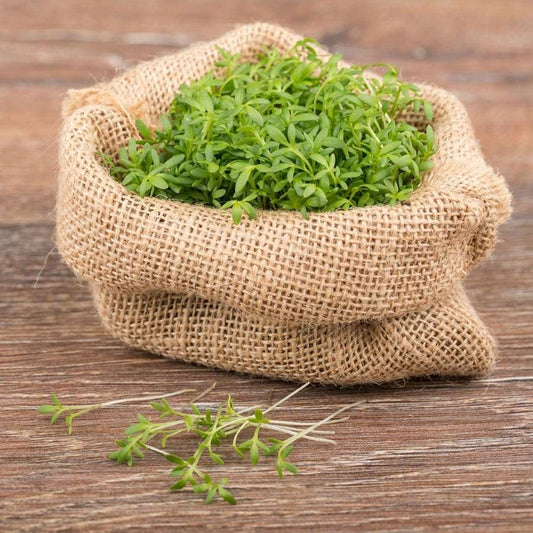 Sprouting Watercress Seeds