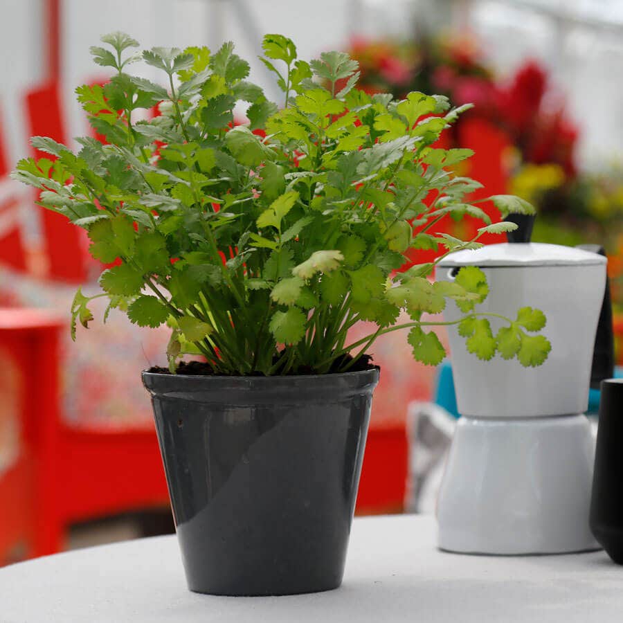 Santo Cilantro Seeds