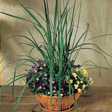 Spike Cordyline Seeds