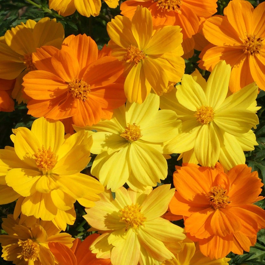 sunbeam light show flower seed 'Bright Lights' Cosmos Seeds