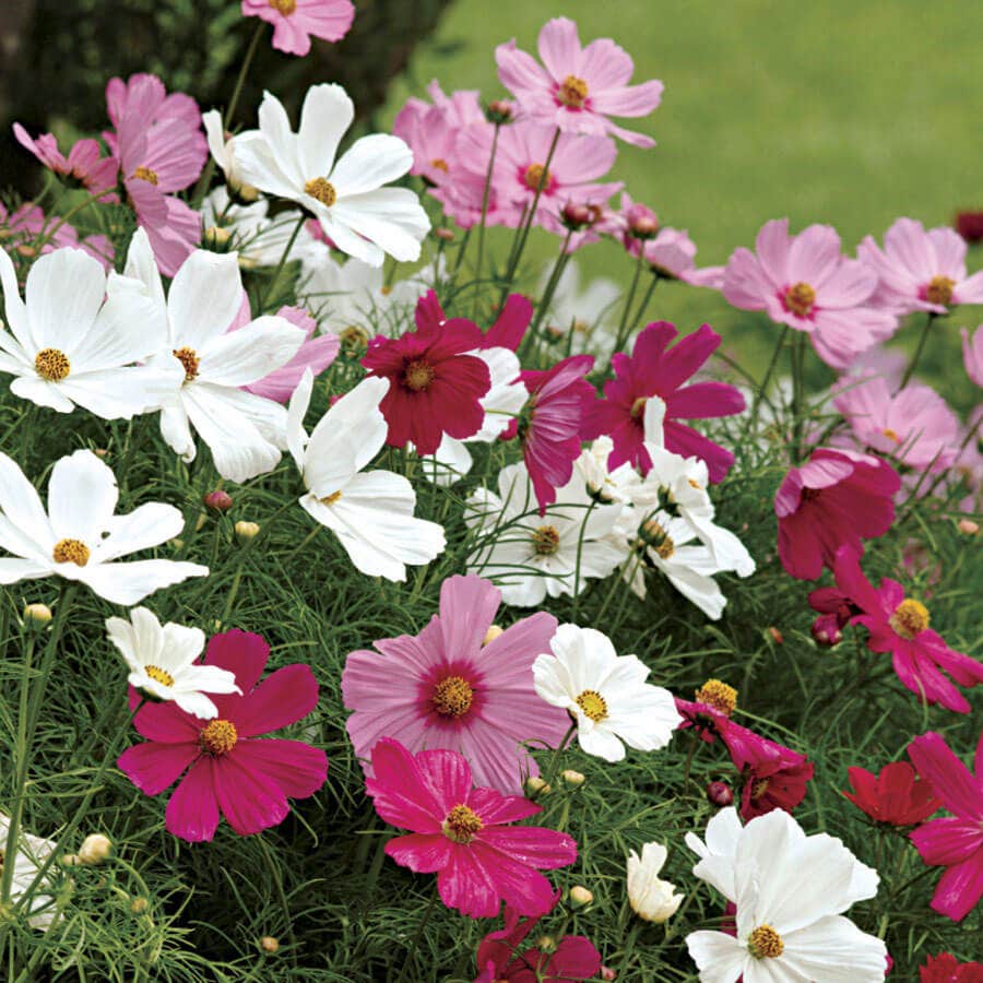 cosmos planting seeds Sonata™ Mix Cosmos Flower Seeds – Park Seed