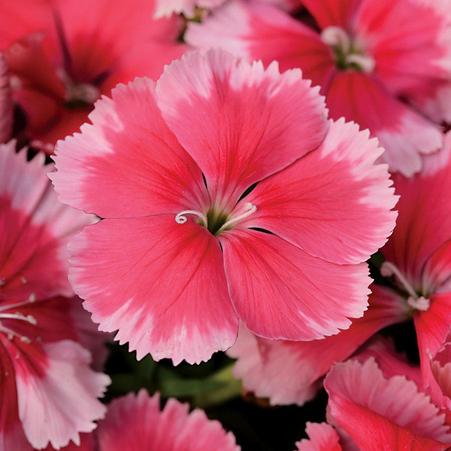 hybrid strawberry seeds Super Parfait™ Strawberry Hybrid Dianthus Seeds – Park Seed