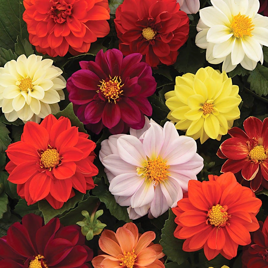 dahlia figaro seeds Dahlia Figaro Mix Seed RAW / 250 seeds / UNTREATED
