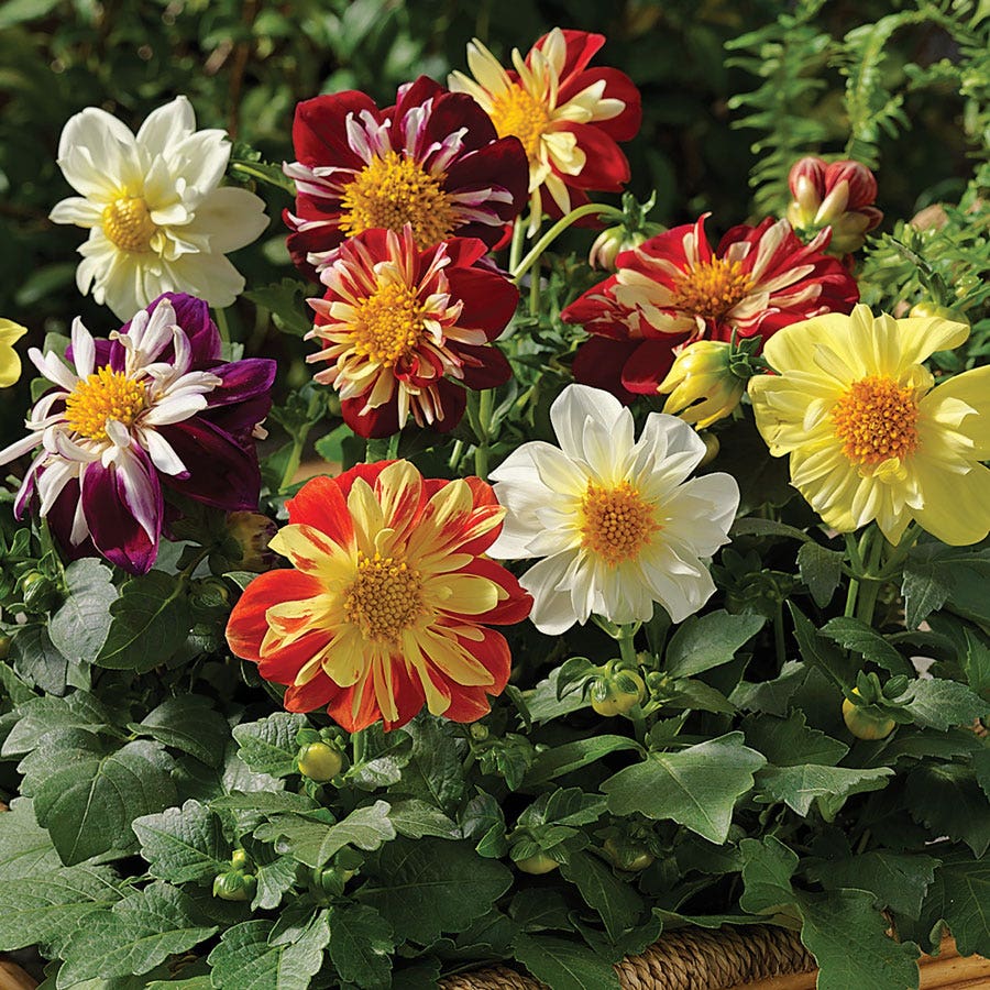 dahlia seed mix Harlequin Mix Dahlia Seeds