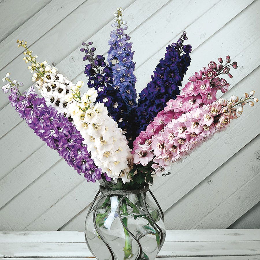 planting delphinium seeds in fall Magic Fountain Mix Delphinium Seeds