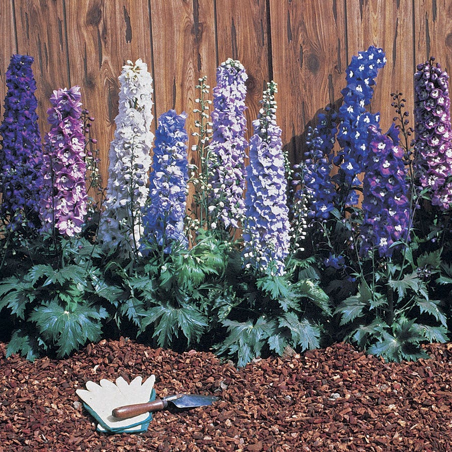 Magic Fountain Mix Delphinium Seeds
