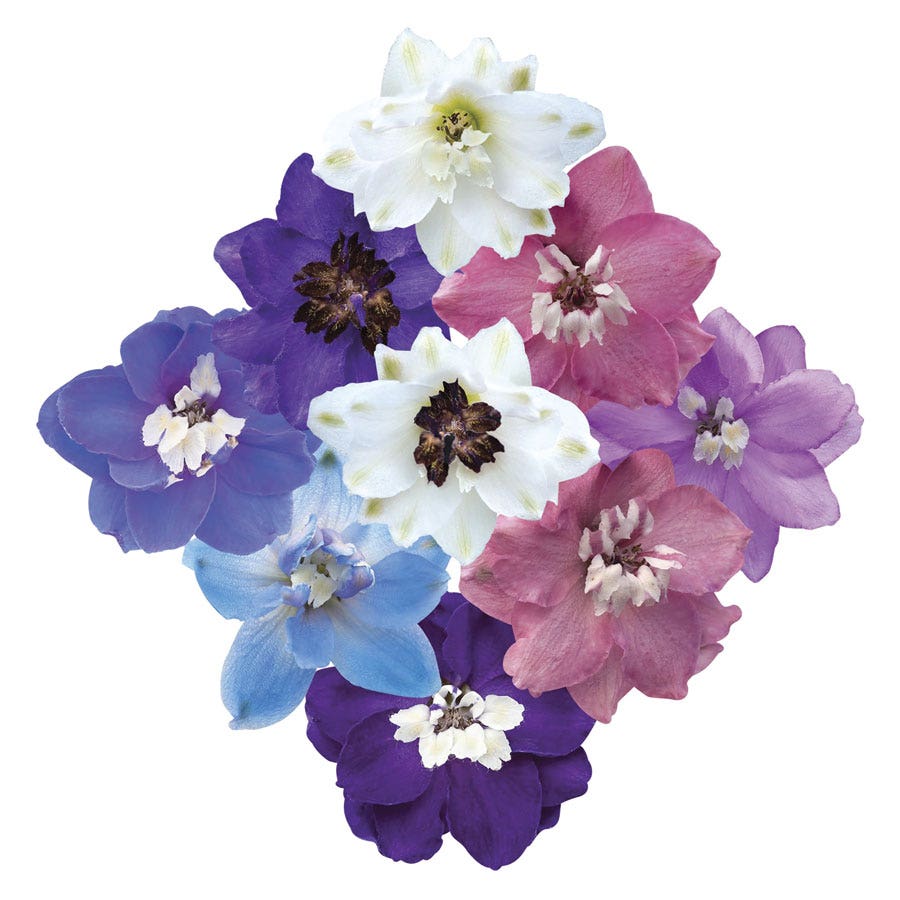Magic Fountain Mix Delphinium Seeds