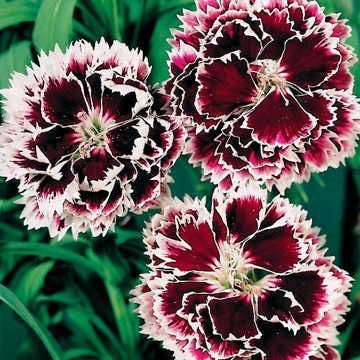 'Velvet 'n Lace' Dianthus Seeds