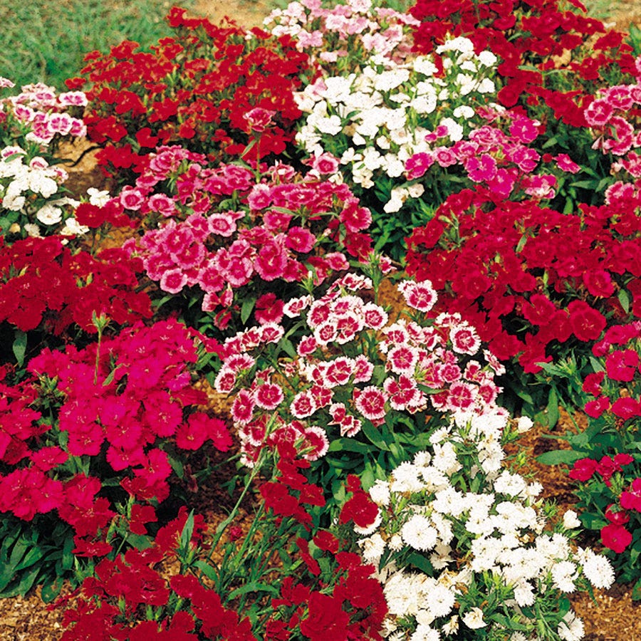 dianthus plant seeds Telstar™ Mix Hybrid Dianthus Seeds